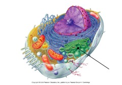 <p>Receives proteins & materials from the ER, packages them, & distributes them</p>