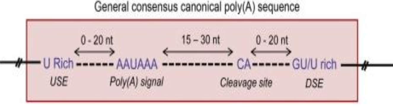 <p>• RNA polymerase II arrives at the poly-A signal (PAS) 3’-TTATTT-5’</p><p class="p1">• Adds 5’ -AAUAAA-3’ to the mRNA.</p><p class="p1"><span style="line-height: normal;">• Cleavage site is 15-30nt downstream of the PAS.</span></p><p class="p1">• RNA polymerase II starts adding A bases (poly-A tail) to the mRNA 3’ end.</p><p class="p1">• More efficient if there is also a U-rich upstream signal element (USE) and GU-rich downstream signal element (DSE).</p>