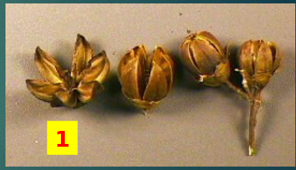 <p>H<span>ave septa</span><br><span>(sing. Septum) dividing</span><br><span>in internally into</span><br><span>sections</span></p>