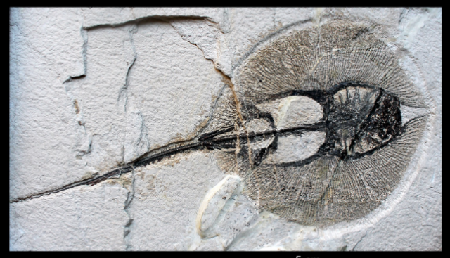 <ul><li><p>Eocene</p></li><li><p>USA, Wyoming </p></li><li><p>Bathoid Shark </p></li></ul><p></p>