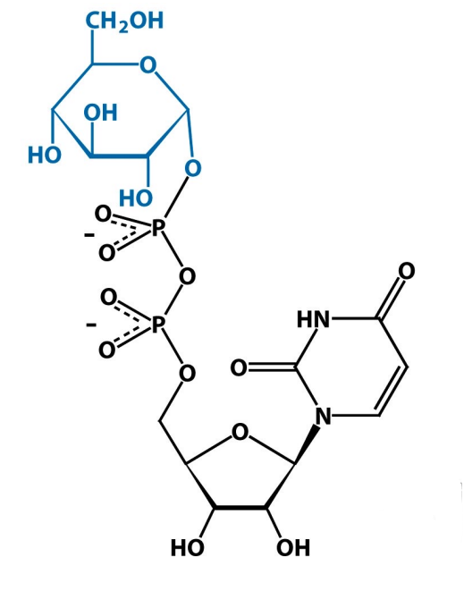 <p>What is this structure?</p>