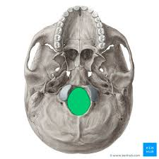 <p>large, oval shaped opening in the occipital bone for brainstem, nerves, blood vessels</p>