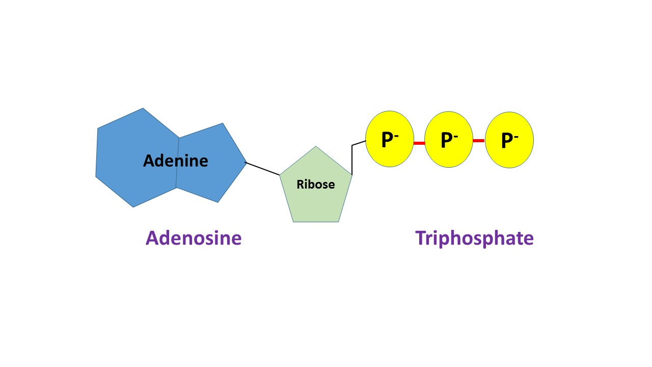 <p>ATP Consists of 3 portions</p>