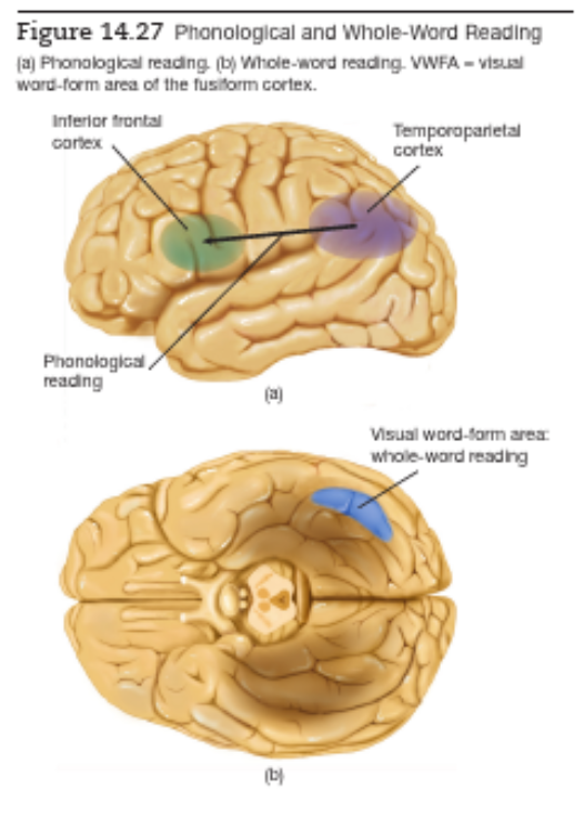 <ul><li><p><span style="font-family: "Arial Nova Light";">Whole word reading follows ventral stream to a region, </span><span style="background-color: rgb(255, 153, 204); font-family: "Arial Nova Light";">fusiform gyrus</span><span style="font-family: "Arial Nova Light";">, at base of temporal lobe. This is the </span><span style="background-color: rgb(255, 153, 204); font-family: "Arial Nova Light";">VWFA</span><span>.</span></p></li><li><p><span style="font-family: "Arial Nova Light";">Fusiform gyrus, part of it, also involves perception of faces and other shapes that require EXPERTISE to distinguish. Must be an expert at things, not that it's face-specific. And recognising whole words requires expertise.</span></p></li><li><p><span style="font-family: "Arial Nova Light";">Yet people with </span><span style="background-color: rgb(255, 153, 204); font-family: "Arial Nova Light";">visual agnosia</span><span style="font-family: "Arial Nova Light";"> (can't recognise objects) can still read, so involves different mechanisms still.</span></p></li><li><p><span style="font-family: "Arial Nova Light";">Damage to VWFA alone produces pure alexia. While phonological reading uses temporoparietal cortex (hearing, sounding out), VWFA is essential in both forms of reading.</span></p></li><li><p><span style="font-family: "Arial Nova Light";">That phonological / phonetic reading uses Broca's area suggests it uses articulation, not so much that we hear them in our heads. Remember how FEEDBACK from inferior frontal cortex plays a role in speech perception.</span></p></li></ul><p></p><ul><li><p><span style="font-family: "Arial Nova Light";">Once words have been identified, by either way, the two pathways converge on regions of brain involved in recognition of word meaning, grammatical structure, semantics.</span></p></li><li><p><span style="font-family: "Arial Nova Light";">Damage to VWFA producing surface dyslexia, whole-word reading.</span></p></li><li><p><span style="font-family: "Arial Nova Light";">Plasticity in visual word form area. That we co-opt / appropriate brain regions for new purpose and allows us to learn to read and write. That VWFA- originally that region- for recognising objects by learning configuration of lines (straight, curved) and their conjunctions, and then evolved with us writing, it recycled into VWFA. Writing is a new invention.</span></p></li></ul><p></p>