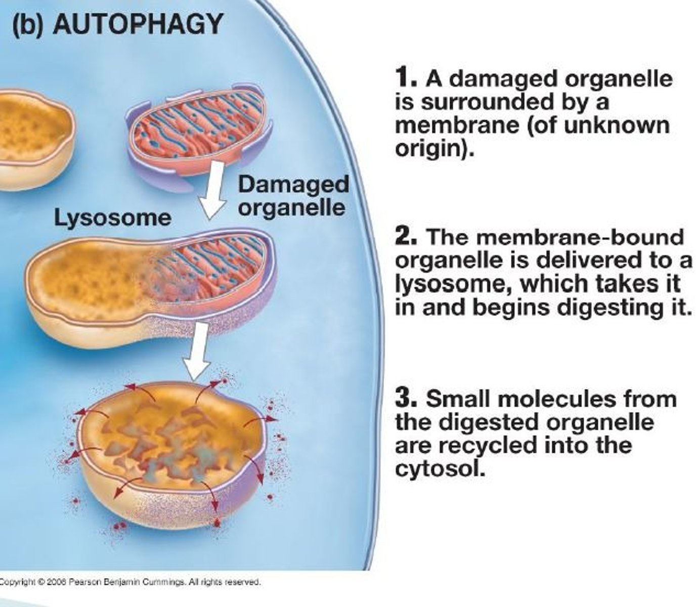 <p>Breakdown of proteins already within cells.</p><p>-Removes misfolded, old, no longer needed, and damaged proteins.</p><p>-Supplies essential amino acids when dietary intake is insufficient.</p><p>-Helps control cell-cycle transitions and gene expression levels (e.g., regulation of HMG-CoA reductase degradation in cholesterol synthesis).</p>