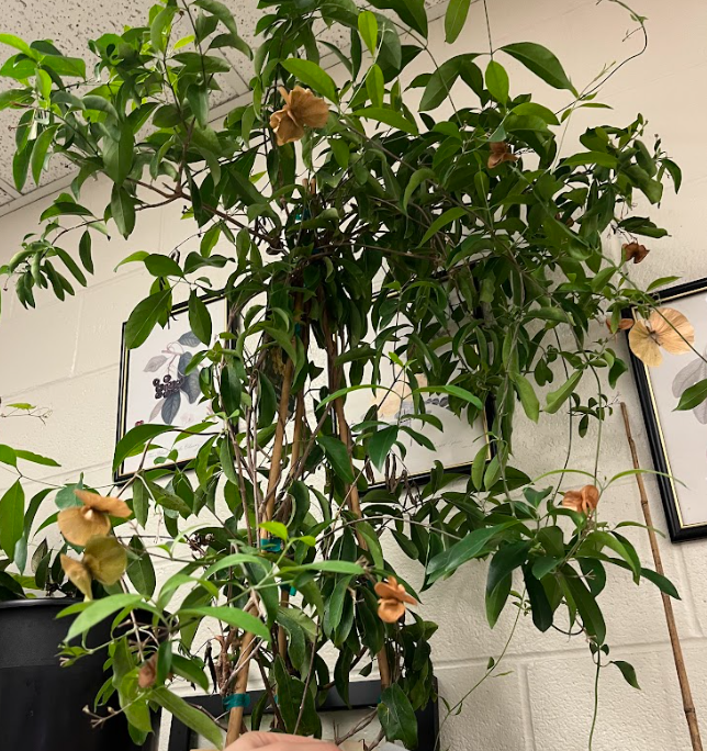 <ul><li><p>shades of yellow</p></li><li><p>seed pods hold well on plant</p></li><li><p>tender plant</p></li><li><p>will die back and come back</p></li></ul><p></p>