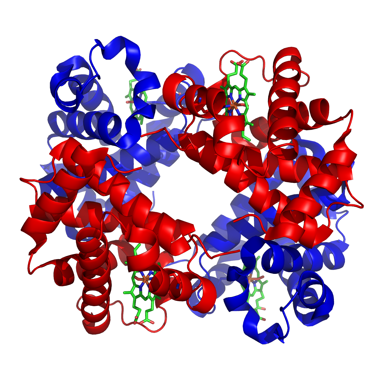 <p>compact, roughly spherical proteins</p><p>water-soluble - often help w/ transport</p>
