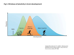 <p>the critical period</p>