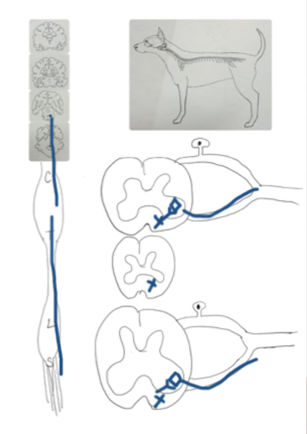 <p>What tract is this?</p>
