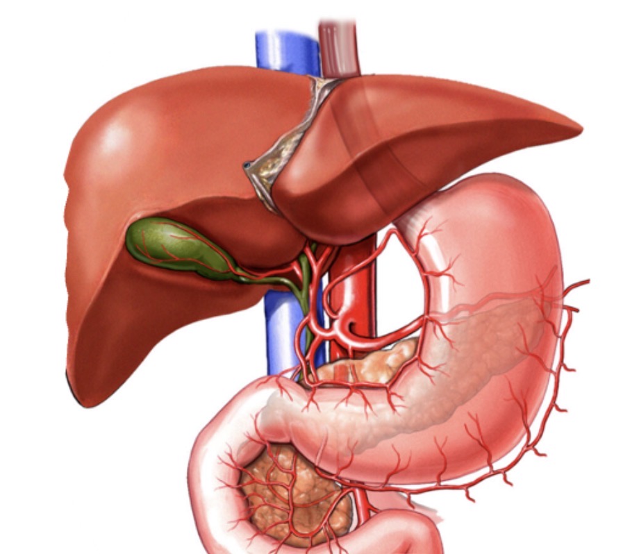 <p>What structures are included in the pancreaticobiliary system? <span data-name="poop" data-type="emoji">💩</span></p>