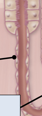 <p><span>Thin descending segment</span></p>
