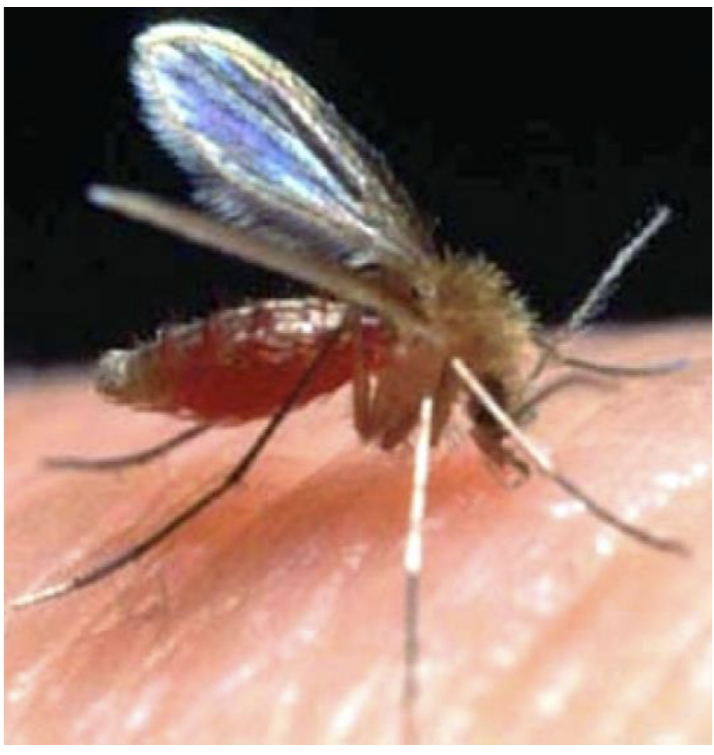 <p>what is the sand fly a vector for? (add pic)</p>