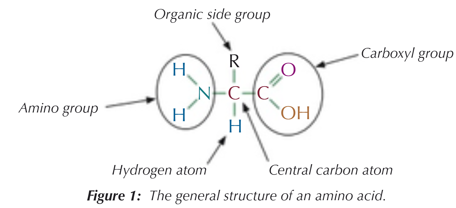 <p>An amino group (NH<sub>2</sub>) &amp; a carboxyl group (COOH)</p>