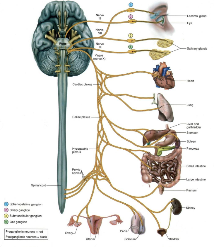 <p>Parasympathetic</p><ol><li><p>Response</p></li><li><p>Origin</p></li><li><p>Name</p></li><li><p>Preganglionic fibers</p></li><li><p>Postganglionic fibers</p></li><li><p>Ganglia</p></li><li><p>Postganglionic NT</p></li><li><p>Receptors</p></li></ol><p></p>