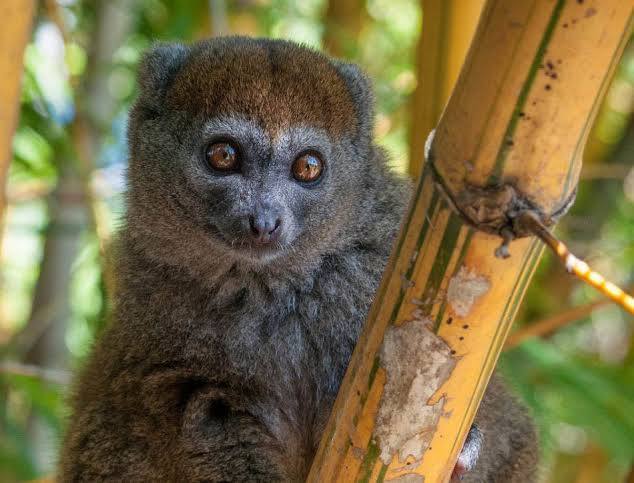 <p>describe golden bamboo lemur</p>