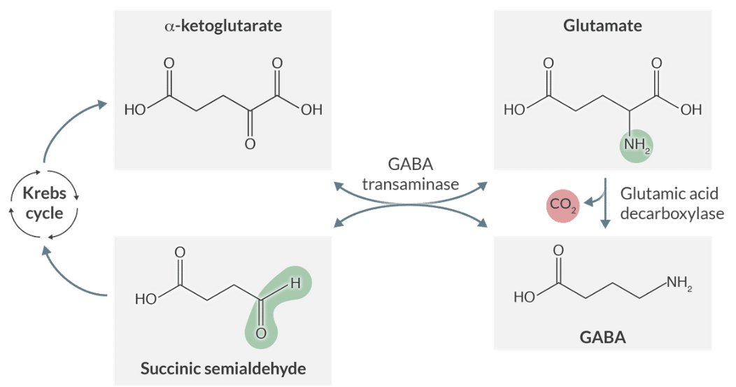 <p>Glutamate and GABA are interconvertible through Krebs cycle intermediates like alpha-ketoglutarate and succinic semialdehyde.</p>