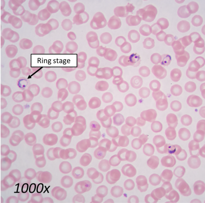 <p>What organism is this?</p>