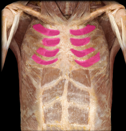 <p>action: elevates and protracts ribs 2 through 12, expanding the thoracic cavity for inspiration (this occurs when scalenes fix rib 1).</p>
