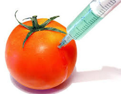 <p>An organism whose genetic material has been altered through some genetic engineering technology or technique.</p>