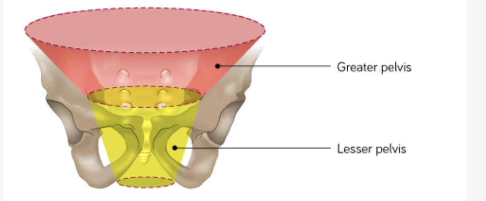 <p><span>The pelvic region can be divided into a greater (false) and lesser (true) pelvis based on the bony pelvis. The </span><strong>lesser pelvis</strong><span> is what we know as the </span><strong>pelvic cavity</strong><span>. </span></p>