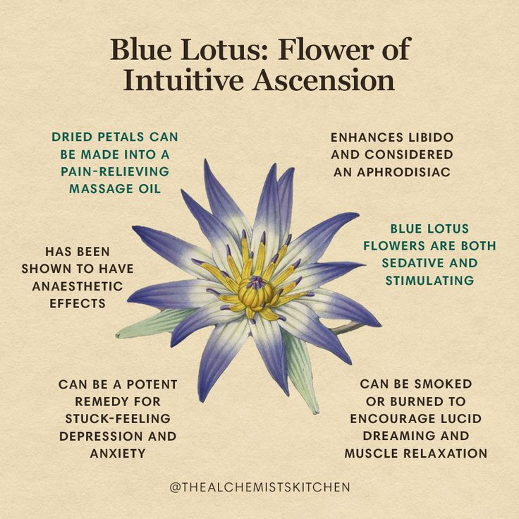 <p>Egyptian Blue Lotus</p>