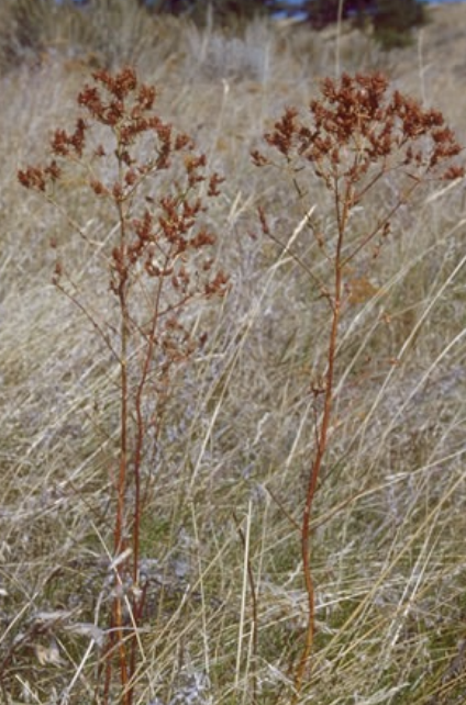 <p>opposite upcurving branches, red-brown stems</p>