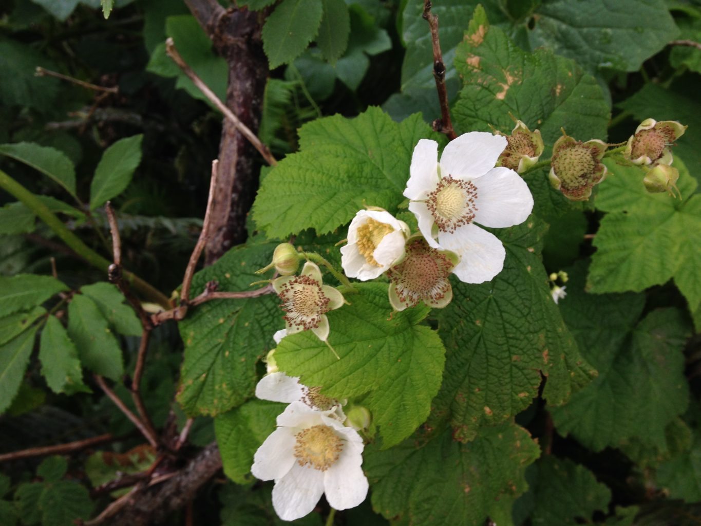 <p>Rubus parviflorus </p>