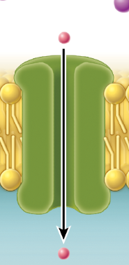 <p>A protein used for facilitated diffusion that has an opening on both sides allowing for molecules to pass through</p>