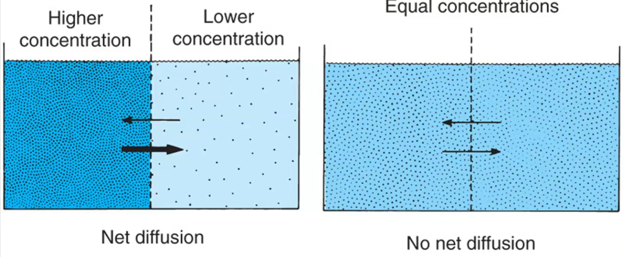 <p>The movement of molecules from an area of high concentration to an area of low concentration.</p>