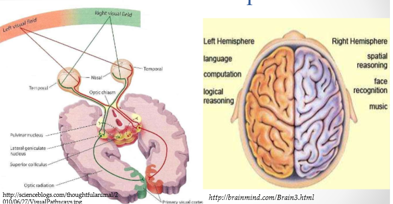 <p>Joe. <span>Blocks the interhemispheric transfer of perceptual, sensory, motor and other forms of information. Memory of split-brained patients is generally lower than normal. Two different attentional systems in the two hemispheres. Overall though, you would never know when meeting someone that they have a split-brain.</span></p>