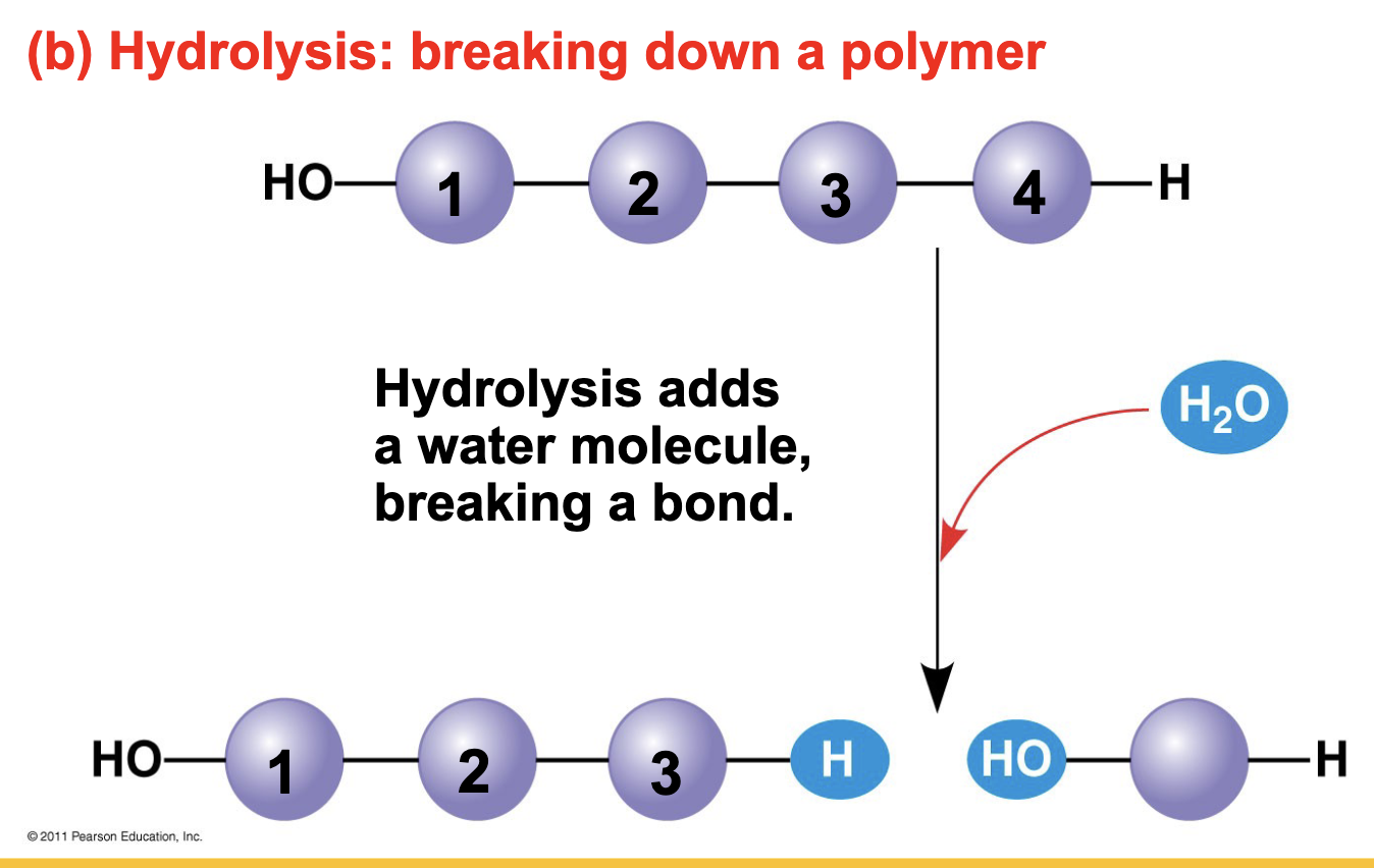 <p>A process that disassembles polymers into monomers by adding a water molecule to break a chemical bond.</p>
