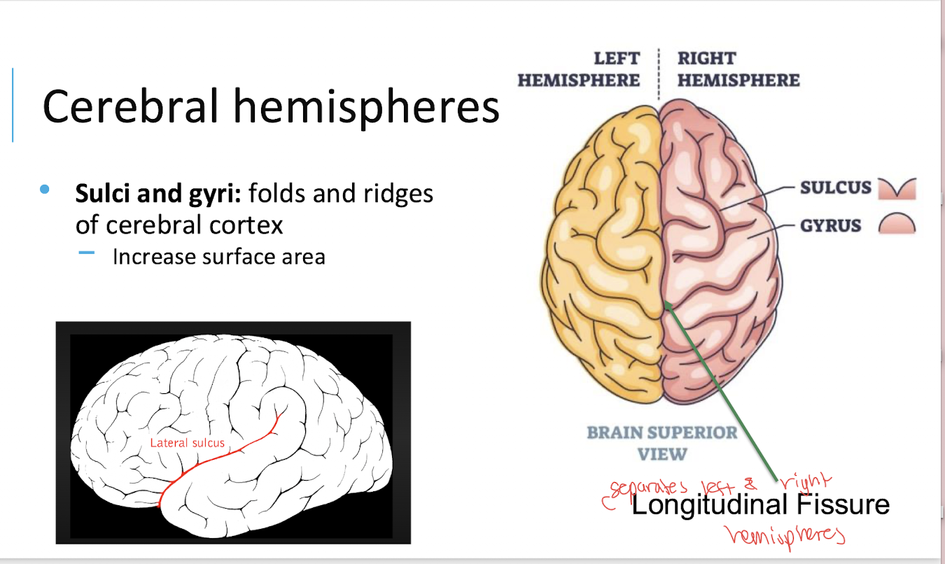 <p>The ridges or folds of the cerebral cortex.</p>