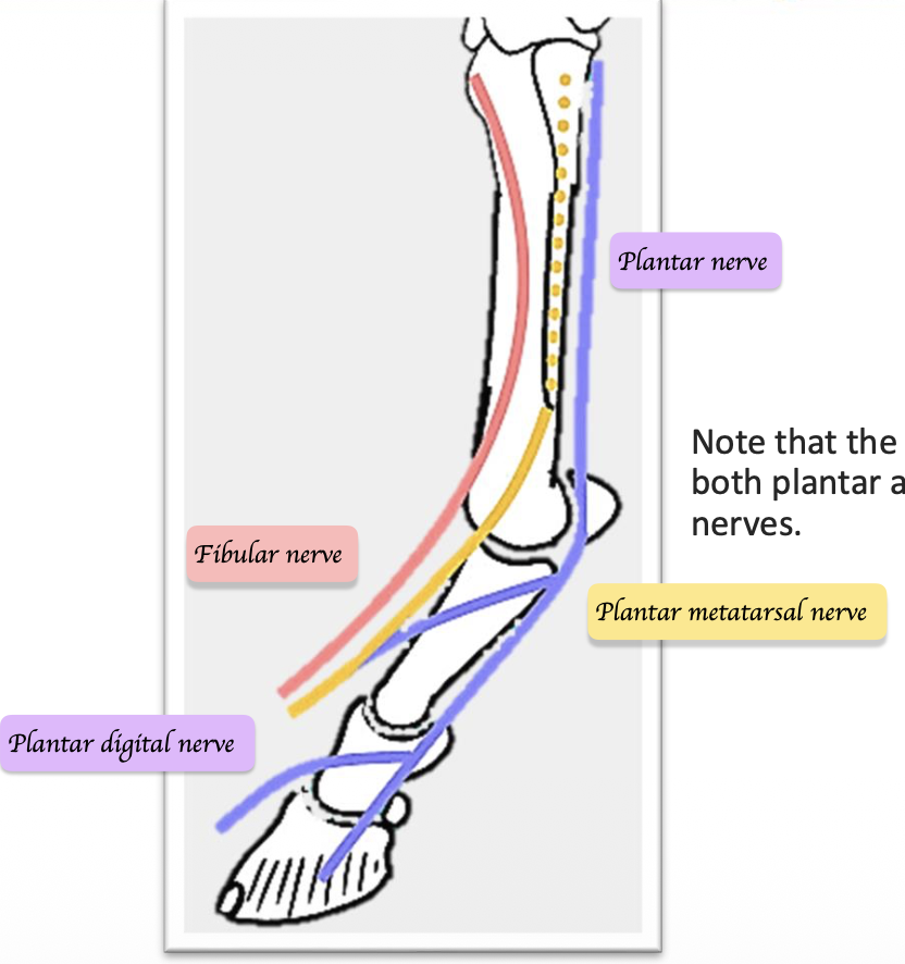 <p>Tibial nerve: </p><ul><li><p>Plantar nerves → Plantar digital nerve </p></li><li><p>Plantar metatarsal nerve </p></li></ul><p>Fibular nerve:</p><ul><li><p>Medial and lateral branches of fibular nerve </p></li></ul><p></p>