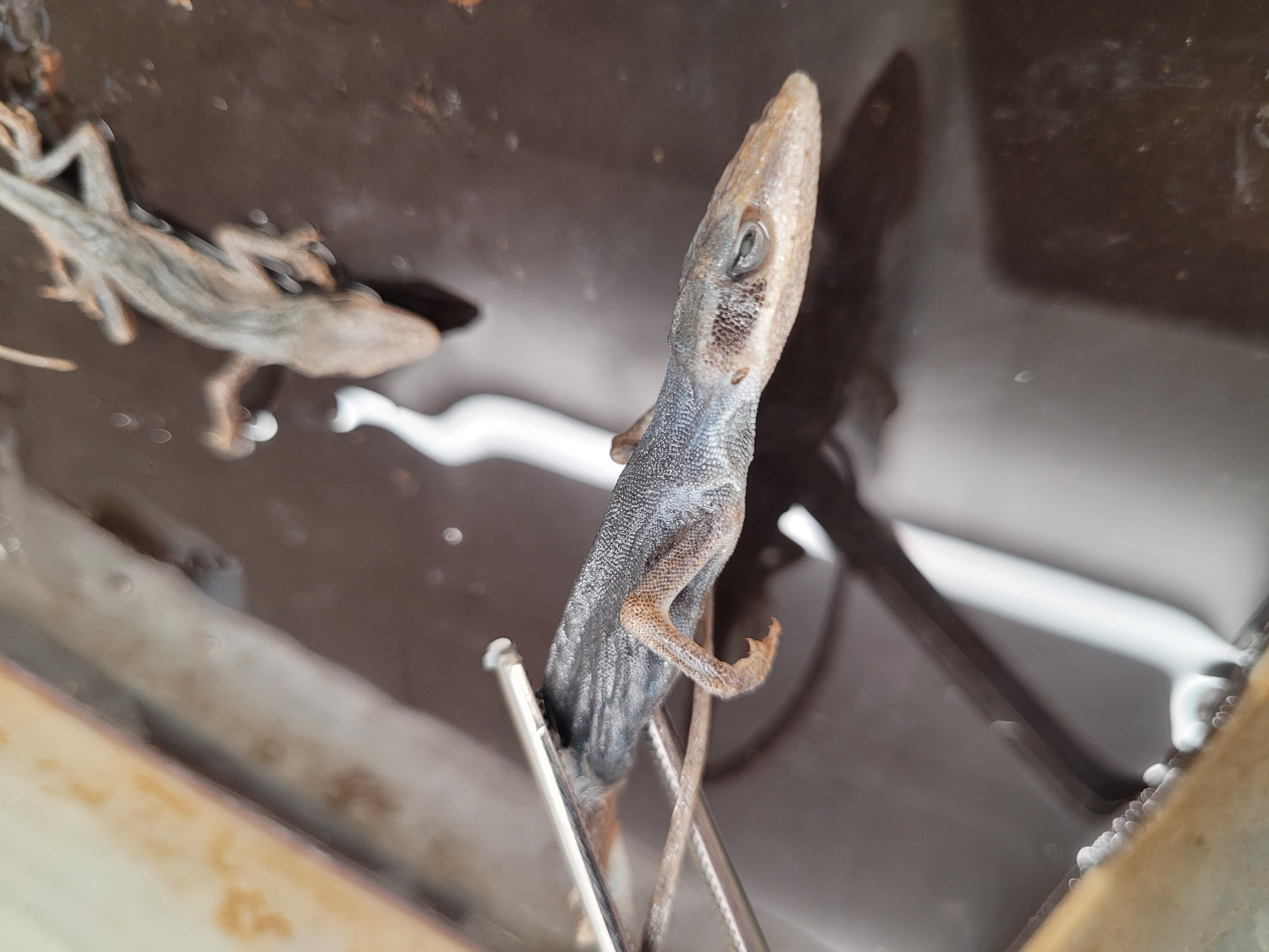 <p>What species is this</p>