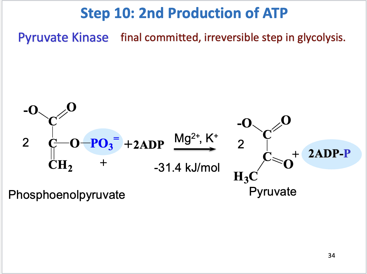 <ul><li><p>2nd production of ATP</p></li><li><p>Substrate: 2 phosphoenolpyruvate + 2 ADP, Product: 2 pyruvate, 2 ATP</p></li><li><p>Enzyme: pyruvate kinase</p></li><li><p>Negative delta G</p></li></ul><p></p>