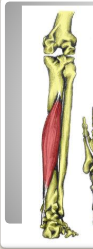 <p>A: flexion @ toe joints 2-5</p>