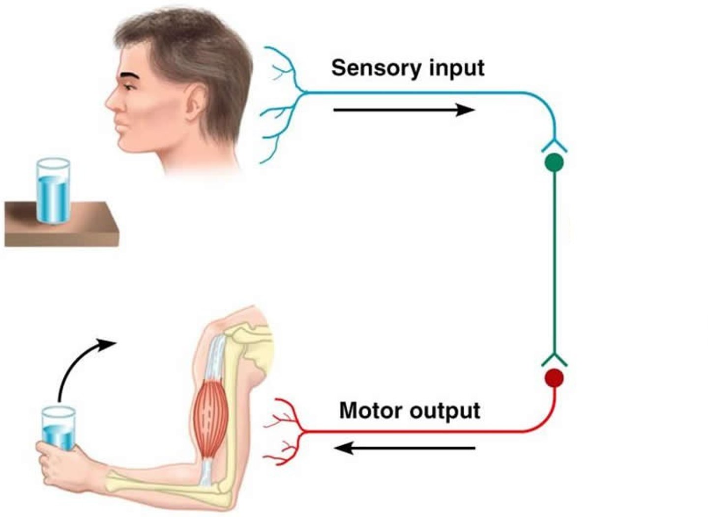 <p>- Interacts with external environment; consists of afferent nerves (sensory signals) and efferent nerves (motor signals to skeletal muscles).</p><p>- The body's voluntary nerve system that carries sensory info from outer body parts inward and moves skeletal muscles.</p><p>Example: Feeling a cold ice cube on your hand and moving your arm away.</p>
