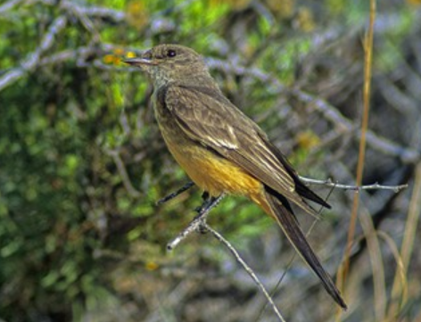 <p>Order: Passeriformes<br>Family: Tyrannidae</p>