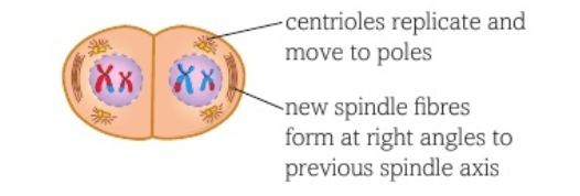 <ul><li><p>nuclear envelopes break down </p></li><li><p>chromosomes coil and condense</p></li><li><p>chromatids of a chromosome are not identical due to P1</p></li><li><p>spindles form </p></li></ul><p></p>