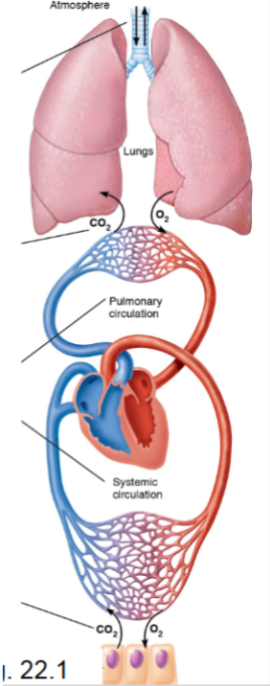 <p><span style="background-color: transparent;">Pulmonary ventilation</span></p><ul><li><p><span style="background-color: transparent;">Movement of air into and out of lungs</span></p></li></ul><p><span style="background-color: transparent;">External respiration</span></p><ul><li><p><span style="background-color: transparent;">Exchange of gases between air in alveoli and blood</span></p></li></ul><p><span style="background-color: transparent;">Transport of respiratory gases</span></p><ul><li><p><span style="background-color: transparent;">Blood transports O₂ and CO₂ between lungs and tissues</span></p></li></ul><p><span style="background-color: transparent;">Internal respiration</span></p><ul><li><p><span style="background-color: transparent;">Exchange of gases between blood and tissue cells</span></p></li></ul><p><span style="background-color: transparent;">Note that the respiratory system performs ventilation and external respiration, while the cardiovascular system handles transport and internal respiration</span></p>