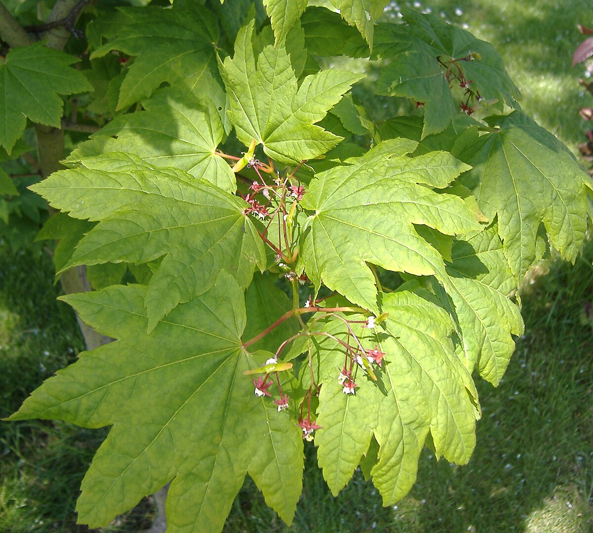 <p>Acer circinatum </p>