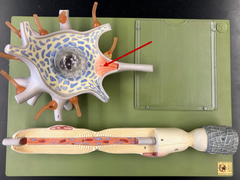 <p>Cone shaped region of an axon where it joins the cell body.</p>