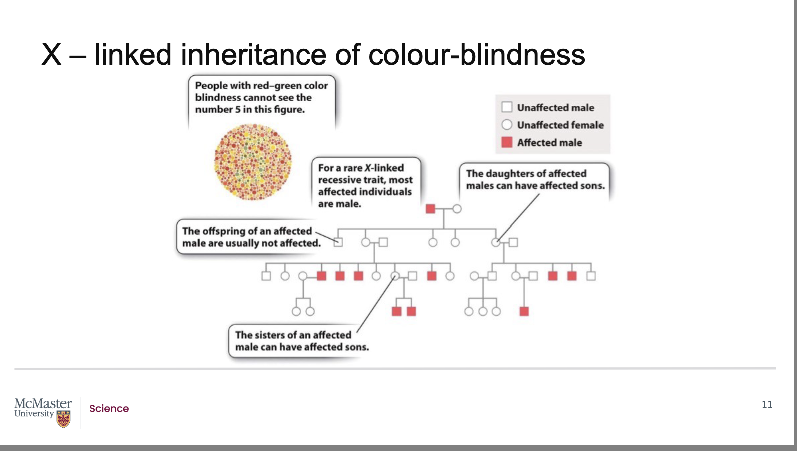 <p><strong>Back (Answer):</strong></p><ul><li><p><strong>Red/green colour‑blindness</strong> is:</p><ul><li><p>A <strong>recessive</strong></p></li><li><p><strong>X‑linked trait</strong></p></li><li><p>Caused by a gene located on the <strong>X chromosome</strong></p></li></ul></li><li><p>Scientists track this inheritance using <strong>human pedigrees</strong>:</p><ul><li><p>Follow traits from <strong>grandparents → parents → children</strong></p></li><li><p>Can span <strong>multiple generations</strong></p></li></ul></li><li><p><strong>Testing method: Ishihara colour test</strong></p><ul><li><p>Made of circles with <strong>coloured dots</strong></p></li><li><p>Dots form <strong>numbers</strong> (e.g., 5)</p></li><li><p>Clearly visible to people with <strong>normal colour vision</strong></p></li><li><p>Hard or impossible to see for <strong>colour‑blind individuals</strong></p></li></ul></li></ul><p><span data-name="brain" data-type="emoji">🧠</span> <em>Key idea to remember:</em><br><strong>Red/green colour‑blindness is a recessive X‑linked disorder tracked using pedigrees and tested with Ishihara plates.</strong></p>