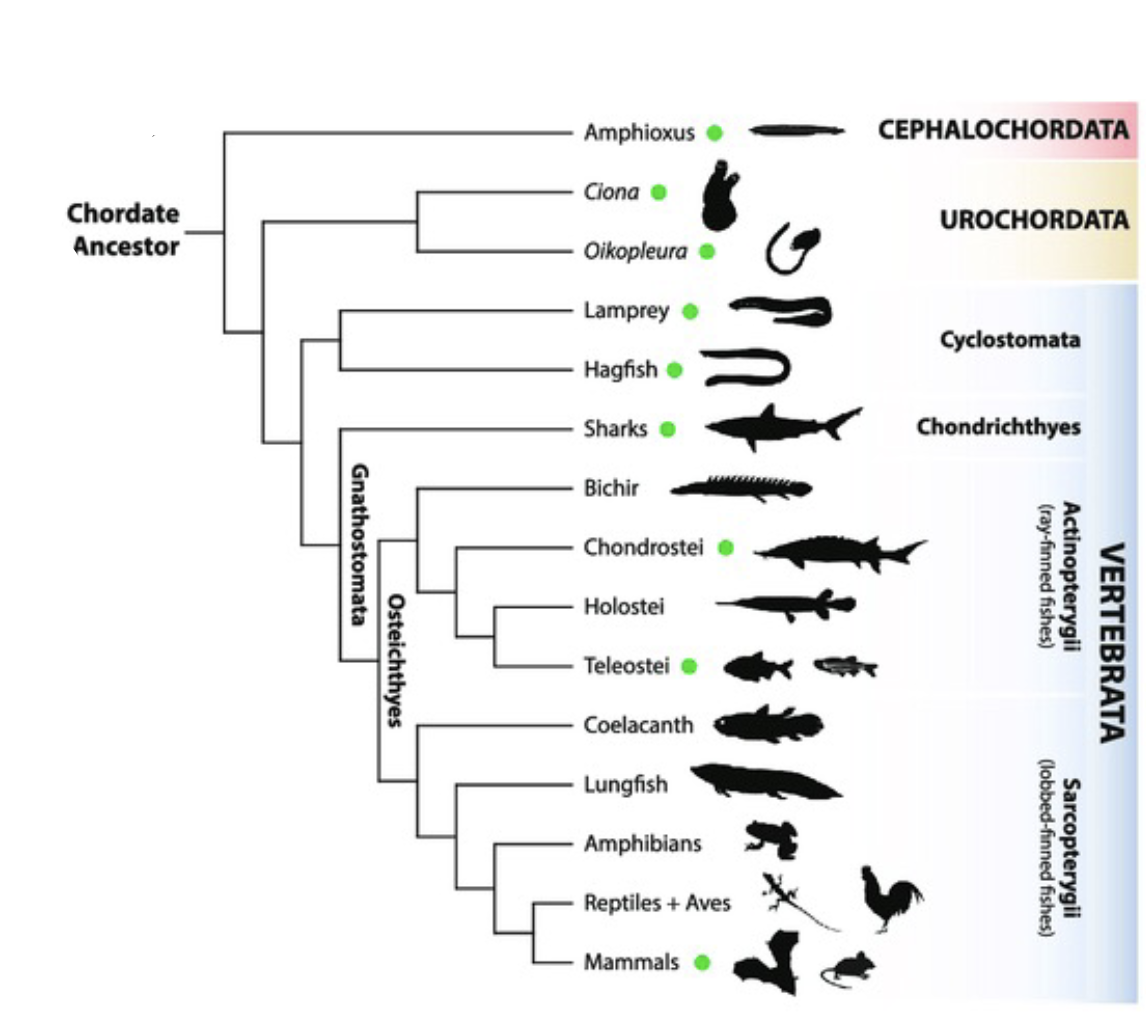 <p><span>Non-vertebrate chordates</span></p>