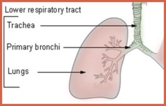 <p>trachea, lungs, bronchi, diaphragm</p>