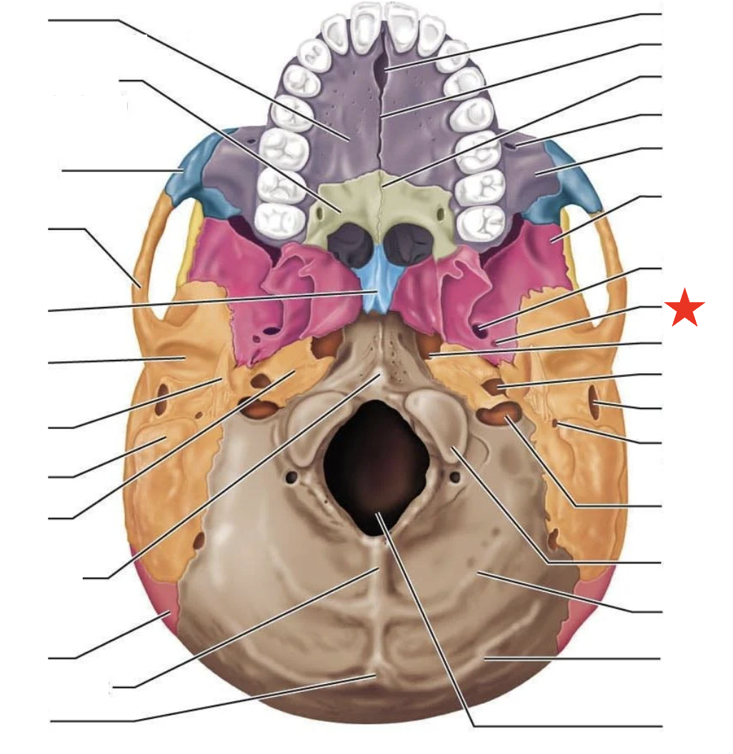knowt flashcard image