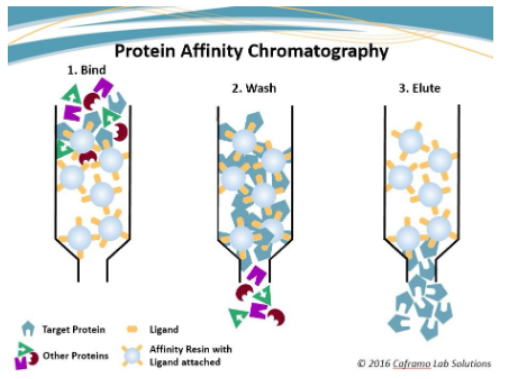 <ul><li><p>biological interactions used: antibody-antigen (target protein: albumin)</p></li><li><p>loading the column/binding of albumin:</p><ul><li><p>the column contained beads bound to an antibody for albumin</p></li><li><p>albumin can bind to the antibody so the albumin will bind to the antibody bound to the beads in the column</p></li></ul></li><li><p>washing the column</p><ul><li><p>column is washed with an affinity binding buffer to remove proteins that did not bind</p></li></ul></li><li><p>elution of albumin</p><ul><li><p>bound albumin will be eluted from the column by adding varying salt concentrations</p></li><li><p>salt solutions can disrupt the antibody-antigen interactions by creating an ionic strength shift between the bound molecules</p></li><li><p>the shift in ionic strength will elute the protein from the column</p></li></ul></li></ul><p></p>