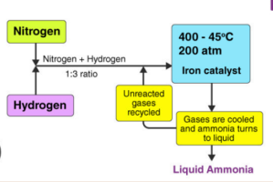 <ul><li><p><span style="background-color: transparent;">Produced by the German chemist Fritz Haber in the 20th century to develop high-pressure devices and catalysts to carry out the process on a laboratory scale.&nbsp;</span></p></li><li><p><span style="background-color: transparent;">The atmospheric nitrogen (N2) is converted to ammonia (NH3) by reacting it with hydrogen (H2)</span></p></li></ul><p></p>