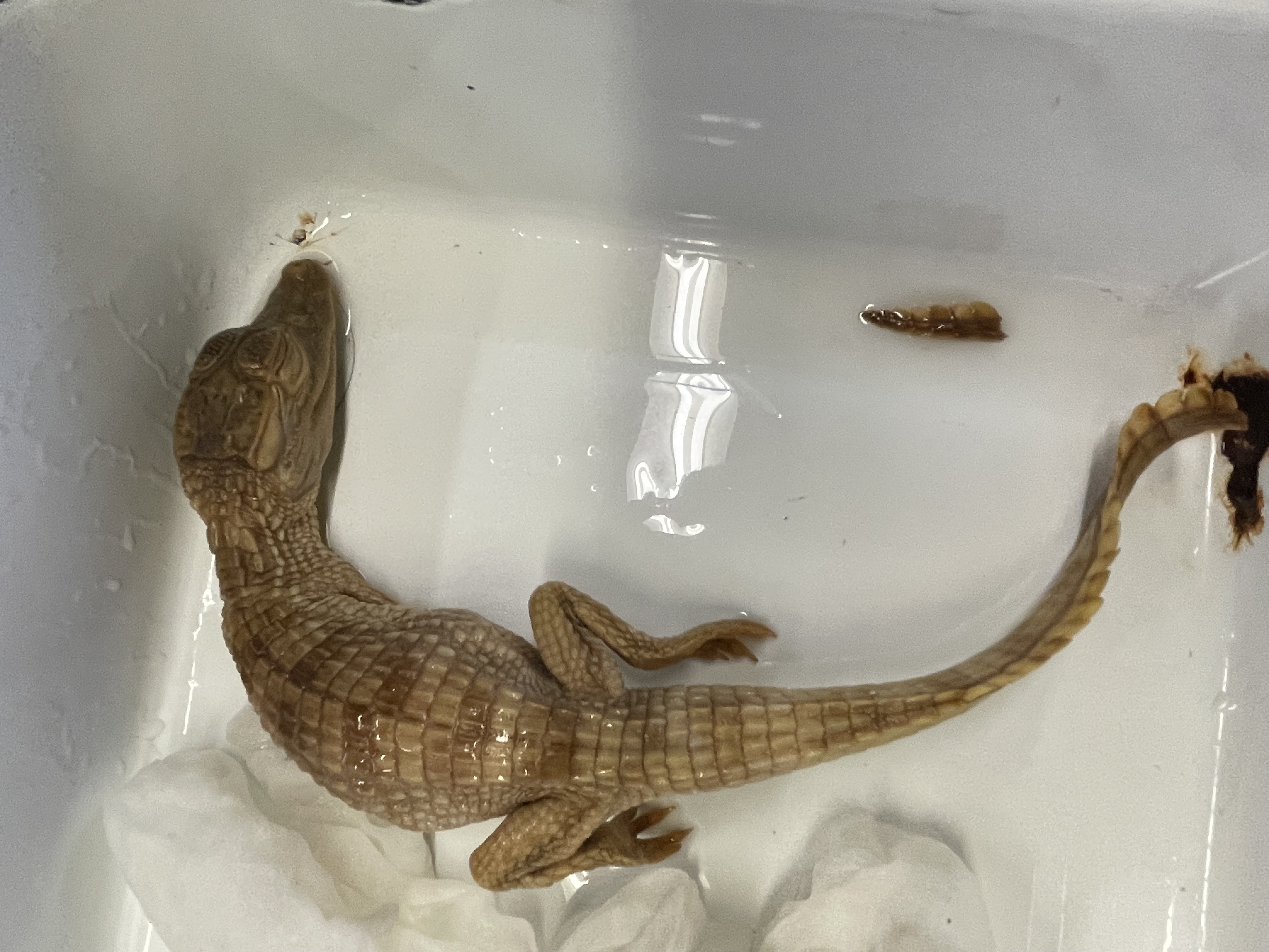 <p>Genus and species</p>