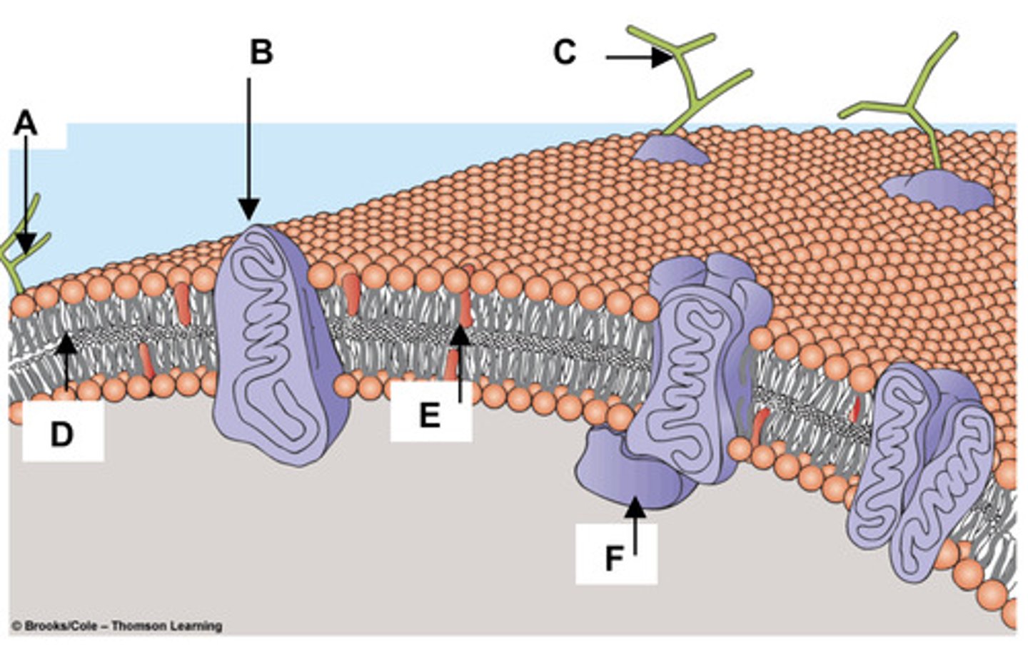 <p>A</p>